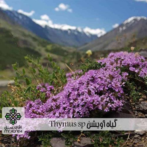 عسل چهل گیاه چیست؟